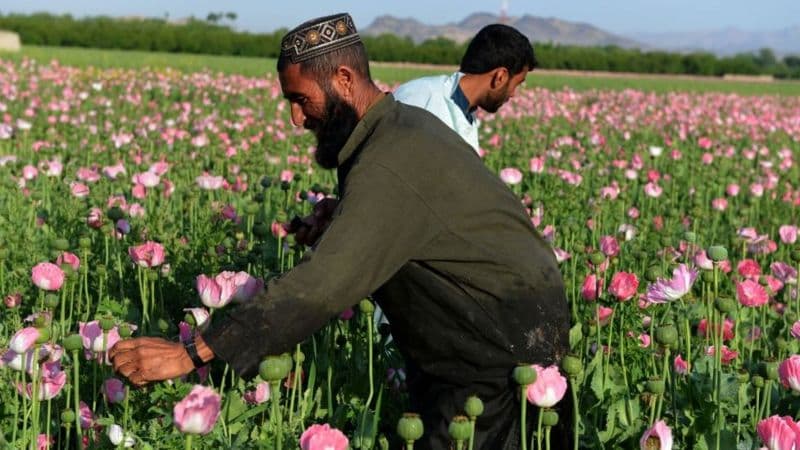 «Biz Afg‘onistonda giyohvand moddalar yetishtirilishini to‘xtatgandik» - «Tolibon»ning bu da'vosi qanchalik to‘g‘ri?