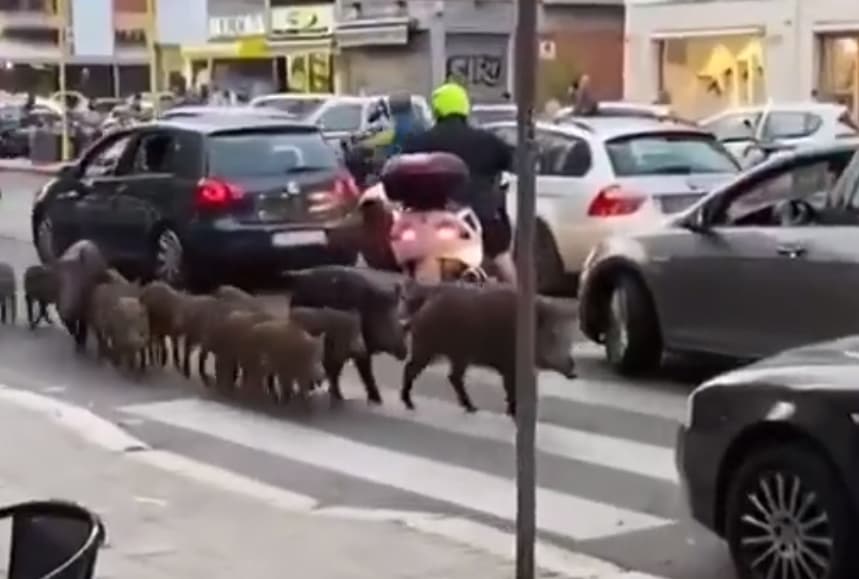 Rim aholisi to‘ng‘izlardan aziyat chekmoqda