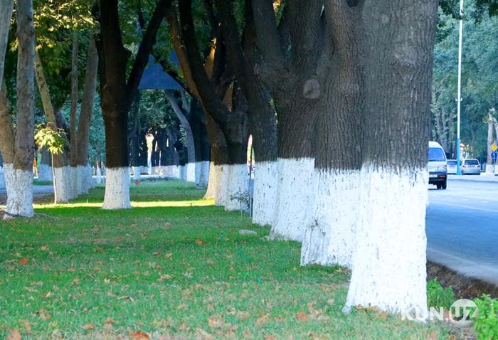 O‘zbekiston shaharlarida 50 gektardan kam bo‘lmagan «yashil maydon»lar tashkil etiladi