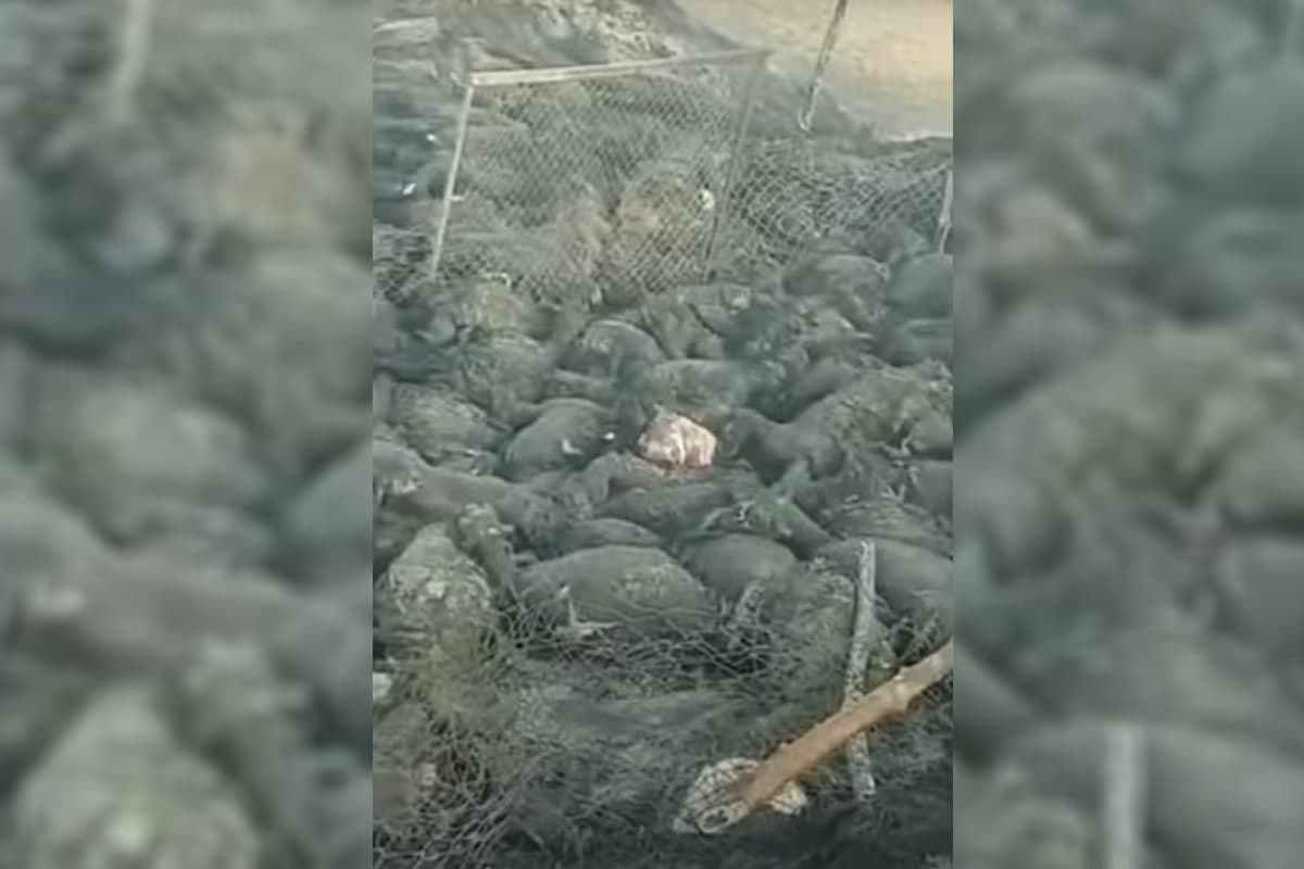 Ellikqal'ada noma'lum sabablarga ko‘ra yonib ketgan 440 bosh qo‘y va echki haqida yangi tafsilotlar ma'lum bo‘ldi