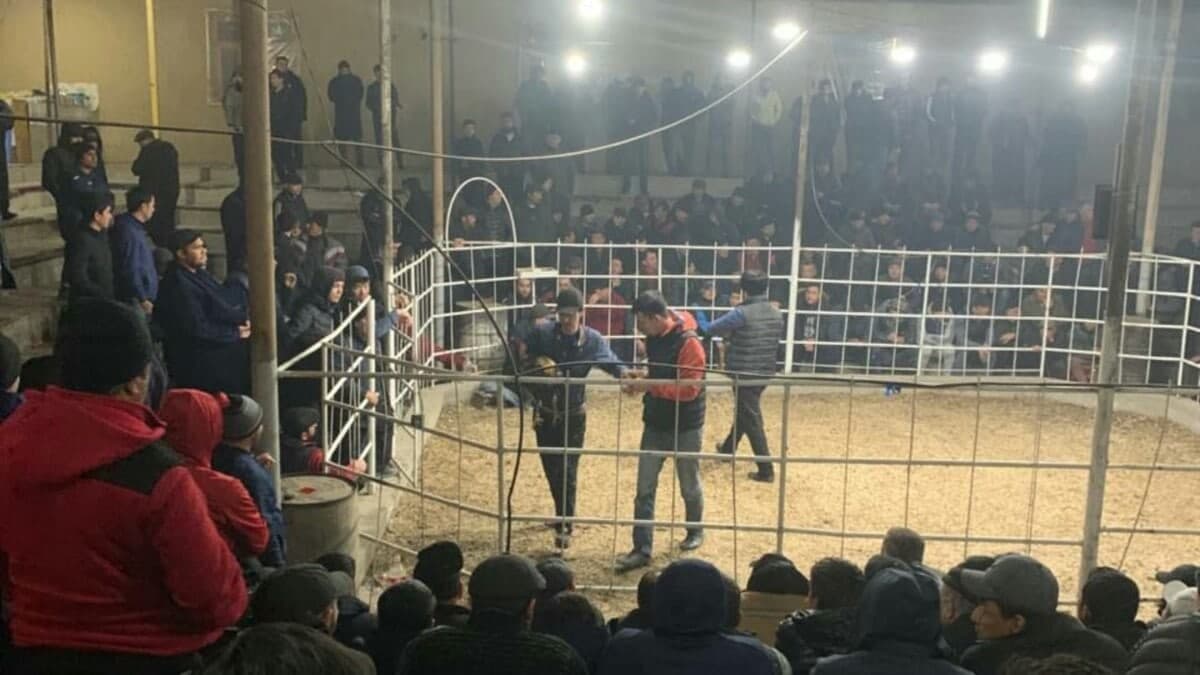 Жиззахда спорт майдонида хўроз уриштириш мусобақаси ўтказиб келинаётгани маълум бўлди