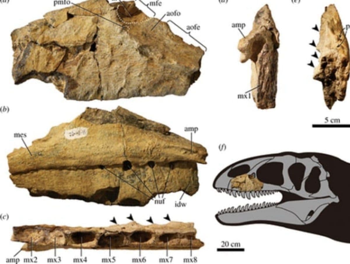 Yaponiyalik paleontologlar Navoiyda topilgan dinozavr qoldiqlarini o‘rganib chiqishdi