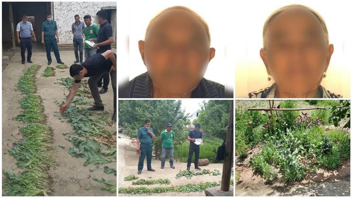 Buxoroda 85 yoshli otaxon 520 tup ko‘knor o‘stirayotgani aniqlandi