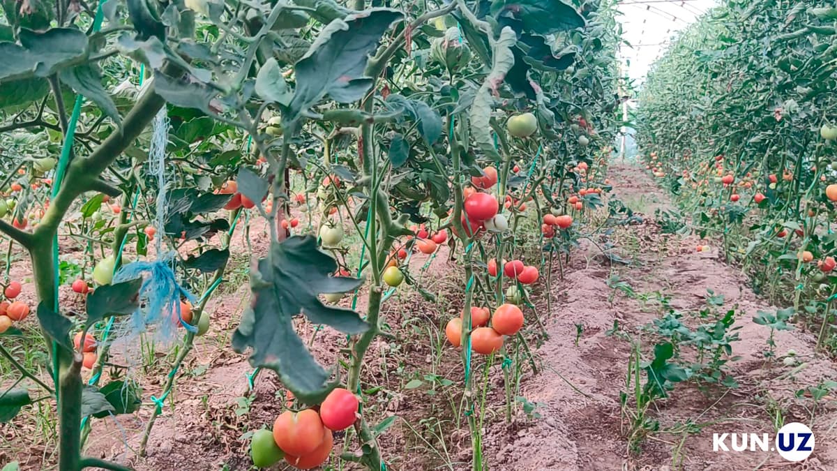 Bir mavsumda hovlisidan uch marta daromad olayotgan 71 yoshli  otaxon