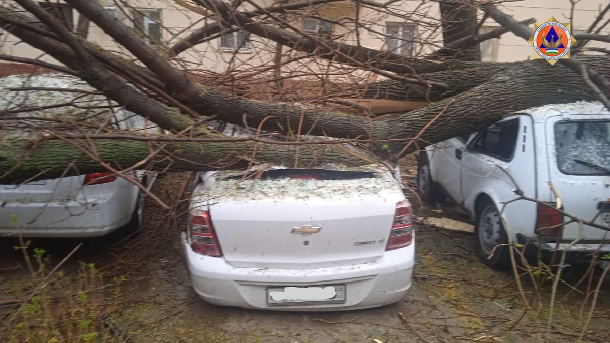 Тошкент шаҳрида автомашиналар устига дарахт қулади