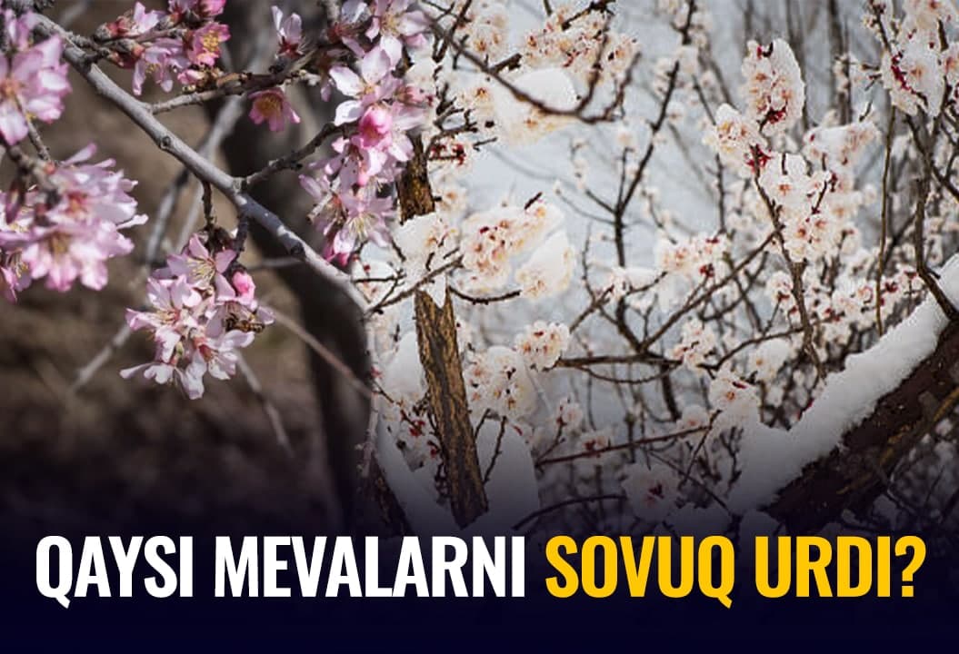 “O‘rikdan ayrildik hisob” - bog‘bonlar martdagi yog‘ingarchilik ta’siri haqida