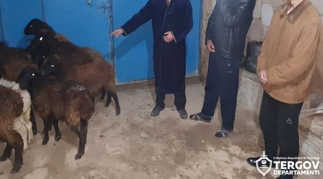 Navoiyda 22 mln so‘mlik qo‘ylarni o‘g‘irlab ketgan shaxsga jinoyat ishi qo‘zg‘atildi