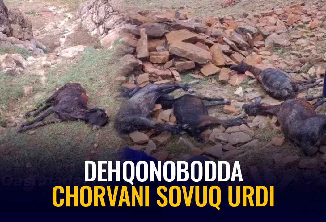 «Sanab chiqdik, 500 ga yaqin chorva mollari o‘ldi» – Dehqonobodda 23 may sovug‘i oqibatlari