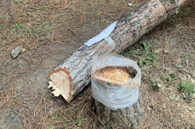 Foto: Toshkentda daraxtlarga «suiqasd» uyushtirildi