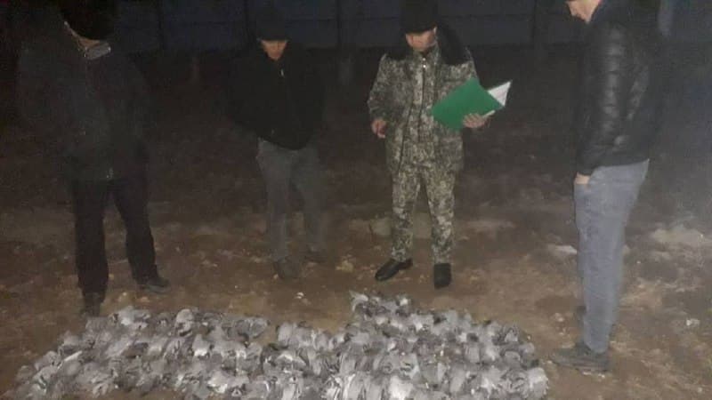 Қўнғиротлик овчилар Шуманайда 150 дона ёввойи кабутарни овлашди