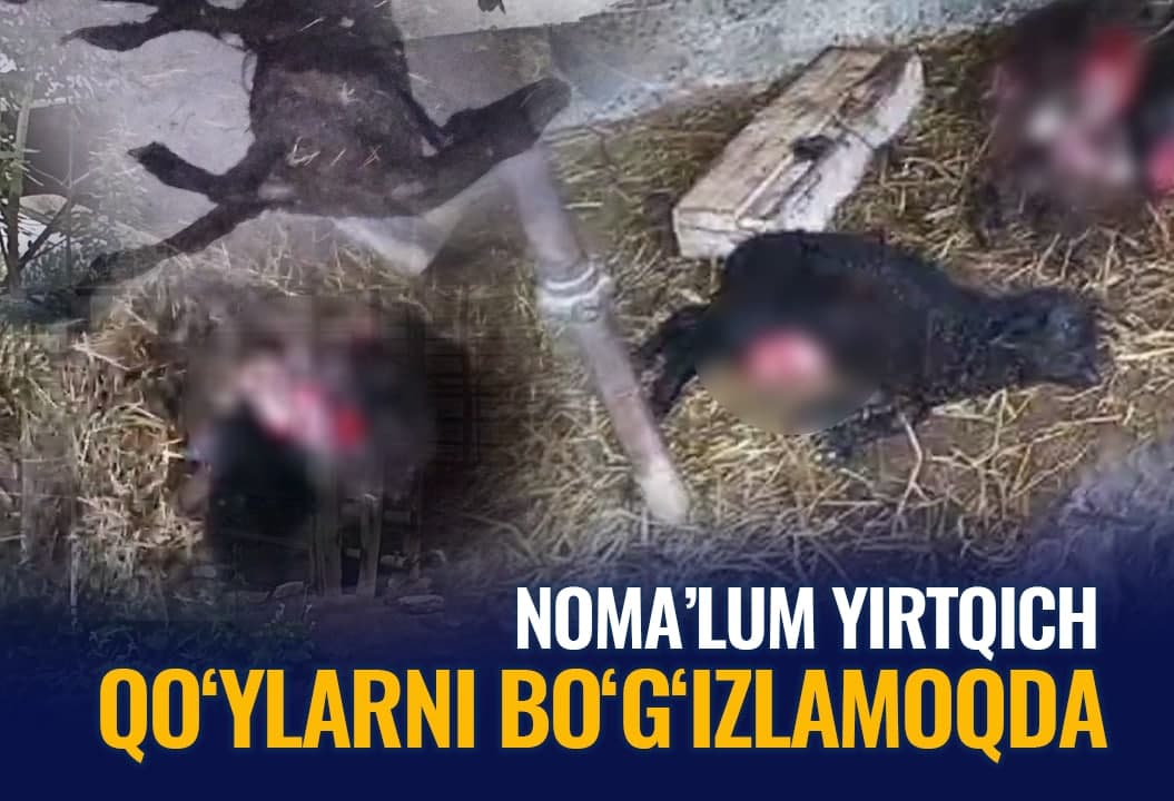 Asaka tumanida noma’lum maxluq yuzdan ortiq qo‘yni bo‘g‘izlab ketdi. Odamlarga ham hujum qilgan