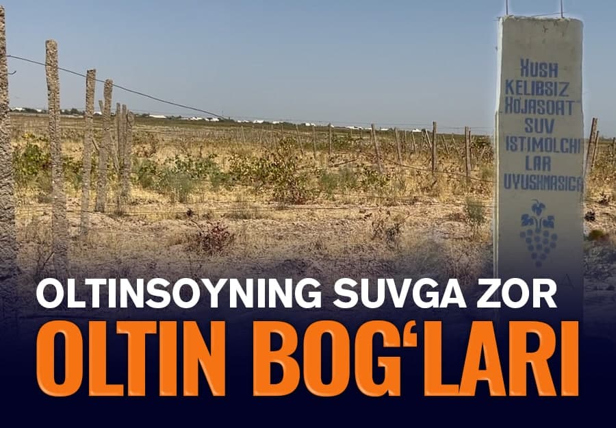 Shumi innovatsiya? - Oltinsoyda Tog‘ay Murodning otasidan qolgan dalalari qaqramoqda