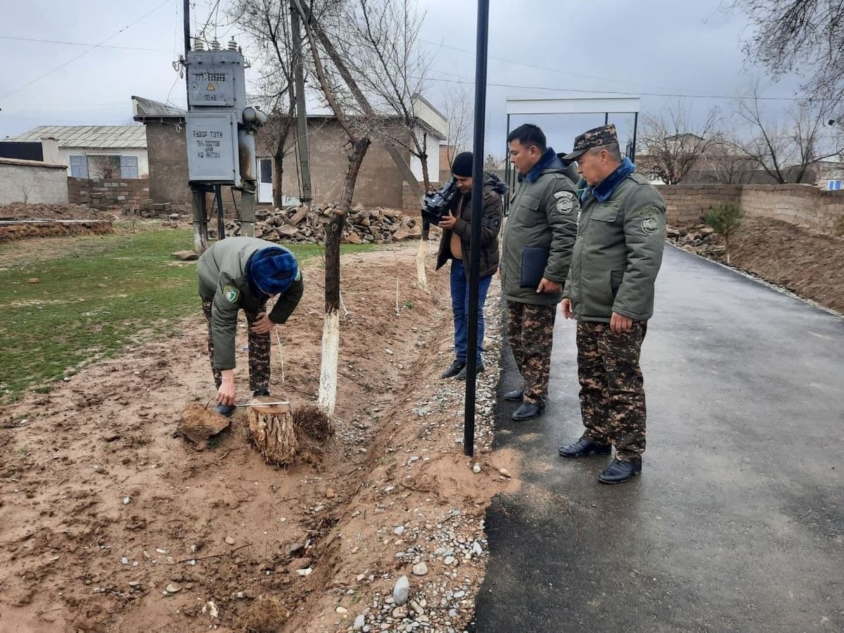 Qashqadaryoda maktab hovlisidagi 7 tup qayrag‘och daraxti noqonuniy kesib tashlandi