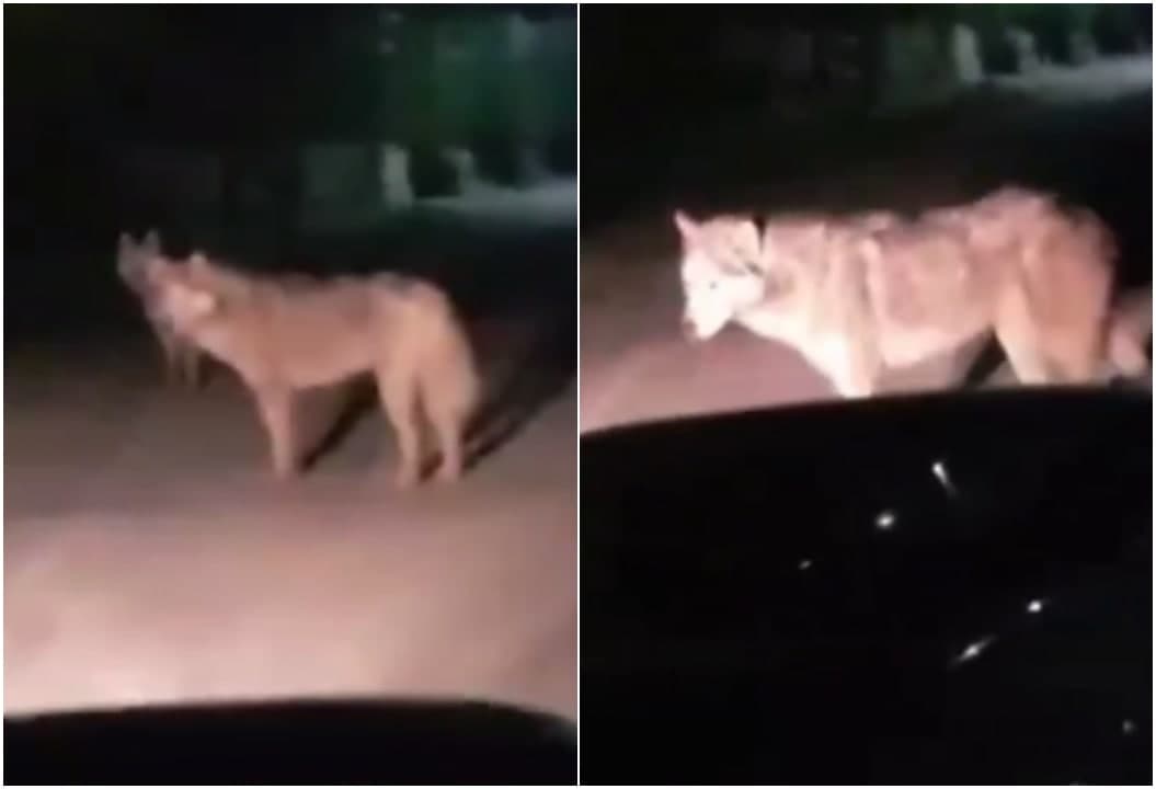 Zominda bo‘rilar yurgani haqida tarqalgan xabarlar rad etildi