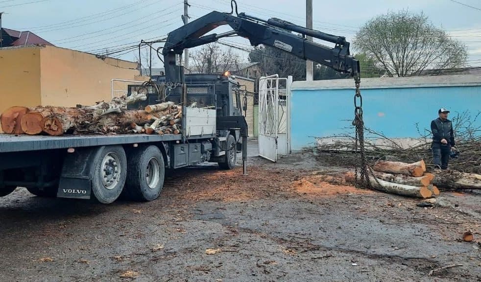 Мораторийга қарамасдан Фарғонада дарахт кесиш ҳолати аниқланди
