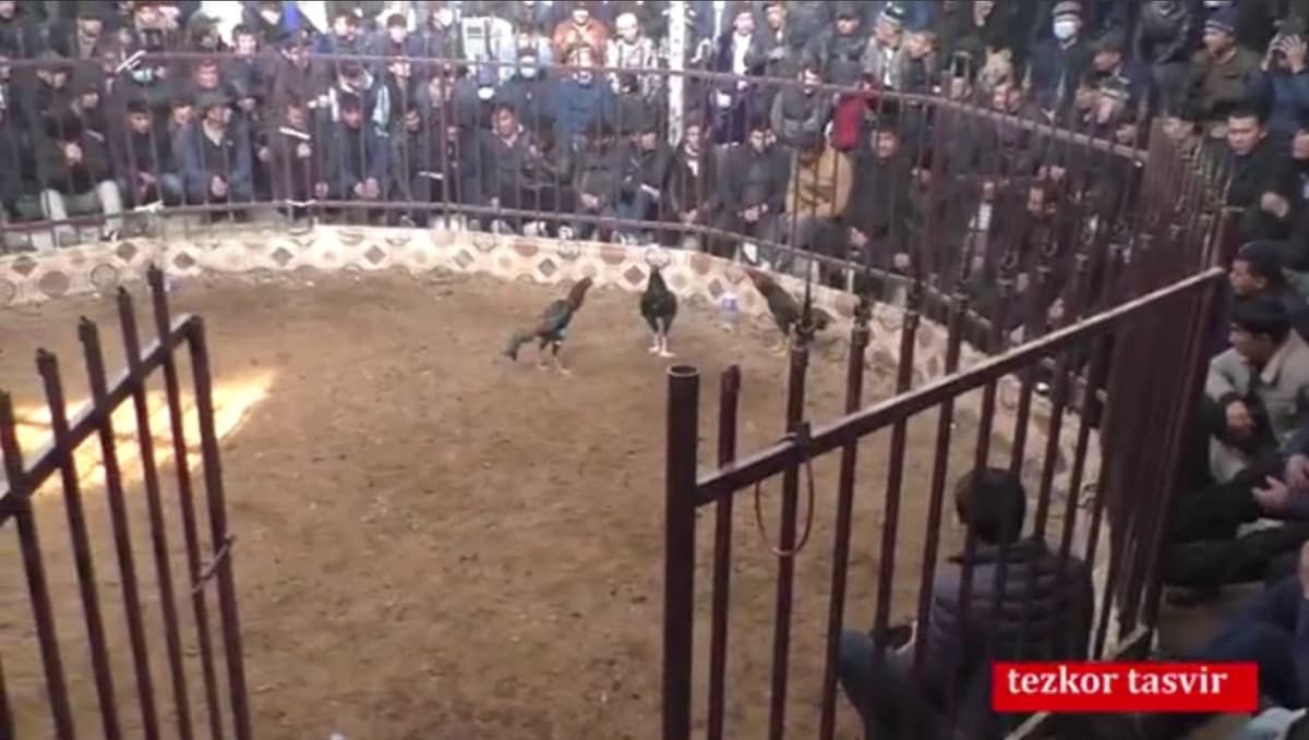 Navoiyda xo‘rozbozlar qo‘lga olindi