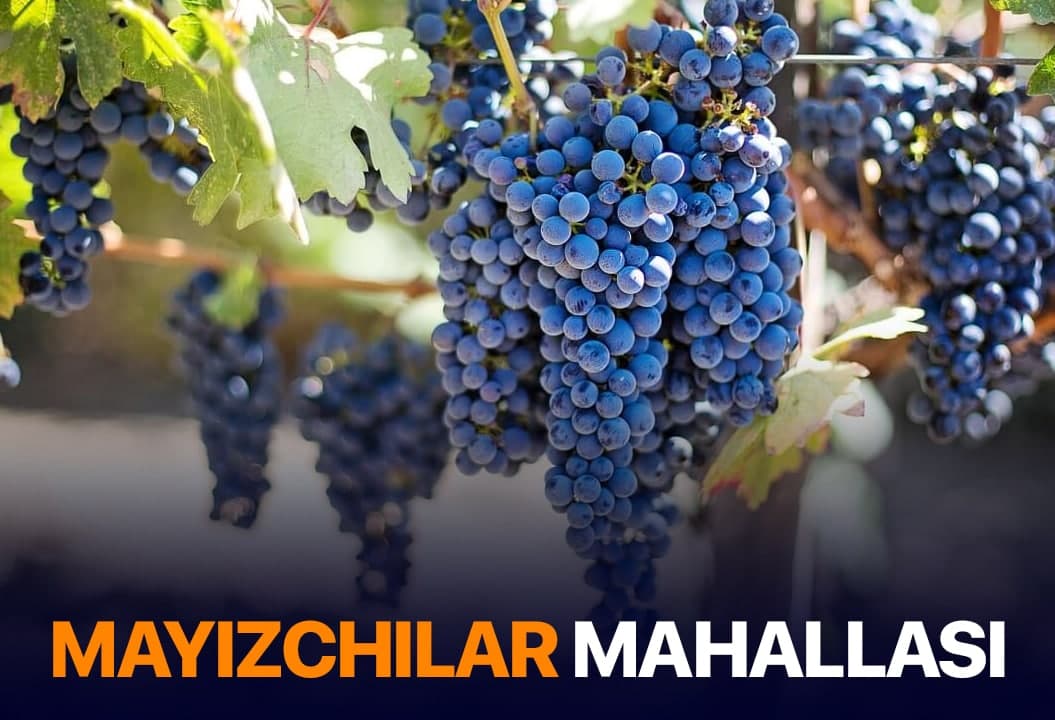 Bir bozorda 170 tonnagacha mayiz sotiladi – Navoiydagi uzumchilar qishlog‘i