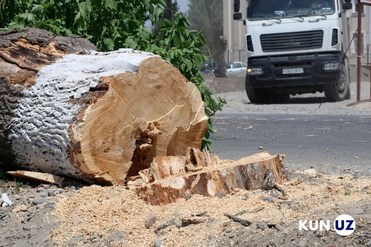 Мораторийга қарамасдан Қашқадарёда дарахт кесиш давом этмоқда