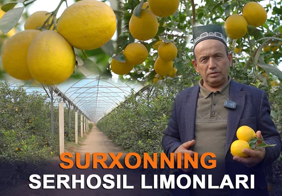 Surxonning serhosil limonlari!