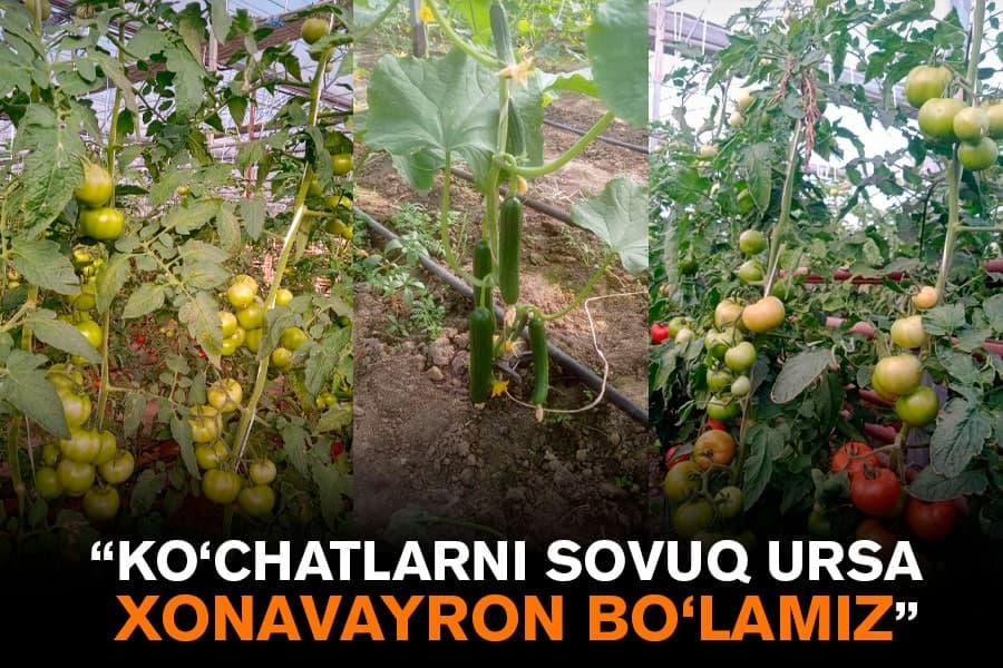 Respublika bo‘ylab issiqxonalarni gazdan uzish boshlandi. Hosilga kirgan ko‘chatlarning taqdiri nima bo‘ladi?