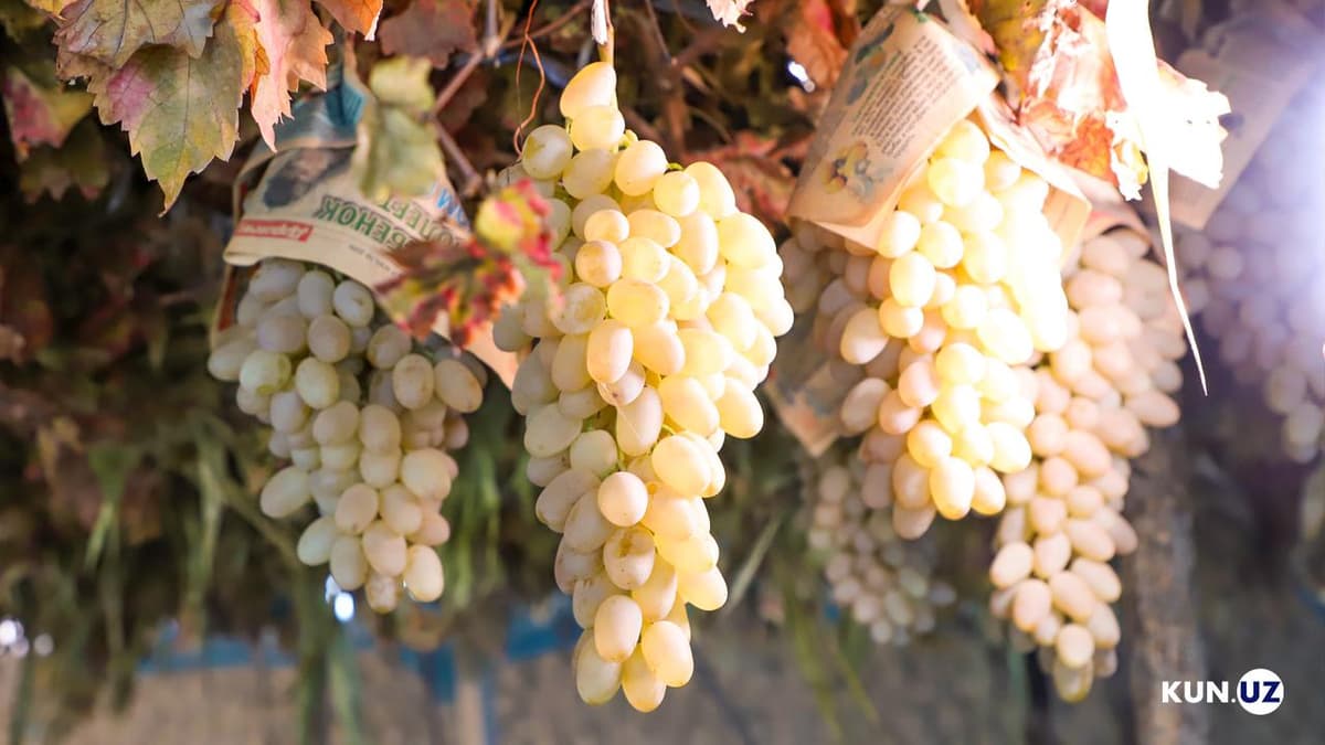 51 ta tuman va shaharda «Oltiariq tajribasi» asosida uzum plantatsiyalari tashkil qilinadi