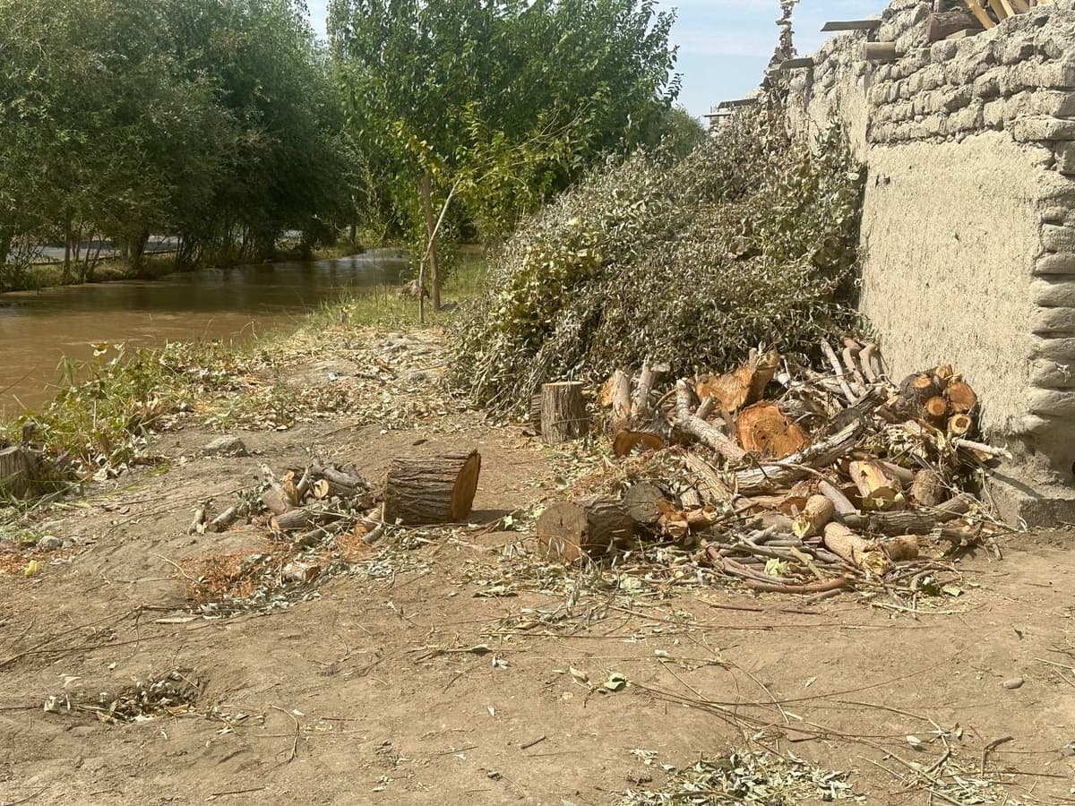 Buxoroda kanal muhofaza zonasidagi 125 tup daraxt kesib tashlandi