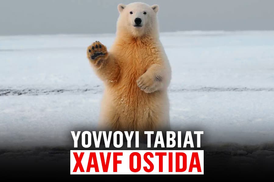 Qisqarayotgan yovvoyi tabiat va insoniyat uchun yangi xatarlar
