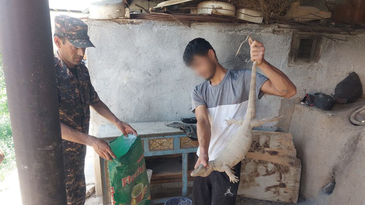 Qashqadaryoda 43 ta echkiemarni o‘ldirib, terisini shilgan brakoner qo‘lga olindi
