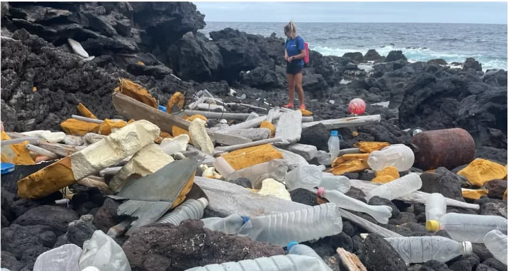 Plastik ifloslanish: dengiz jonivorlarining 900 dan ortiq turi xavf ostida