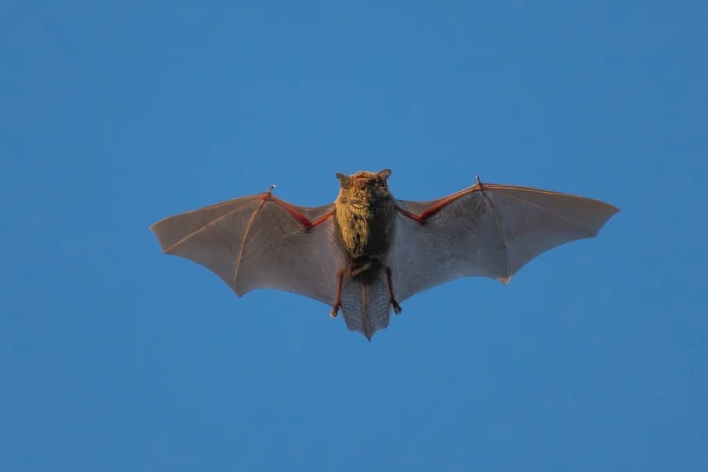 Xitoyda ko‘rshapalaklar orasida yangi koronavirus aniqlandi