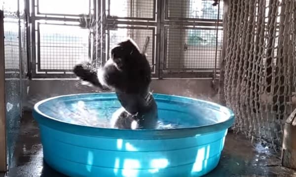 Dallas hayvonot bog‘idagi gorilla internet yulduziga aylandi