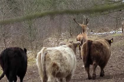 Video: Bug‘u ovchilardan qochib sigirlar podasiga yashirinishni odat qildi