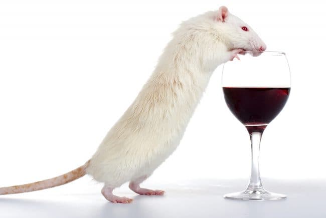 Alkogolizmga moyillik bilan kurashishning yangi usuli o‘ylab topildi