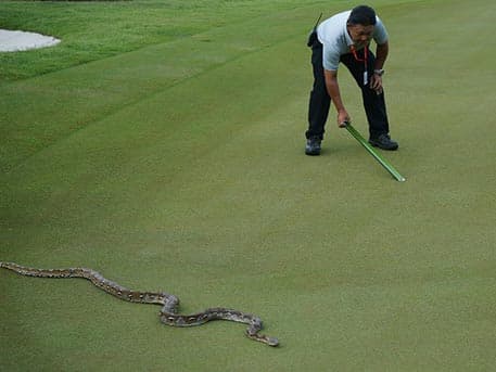 Katta bo‘g‘ma ilon xalqaro golf-turnirning o‘tkazilishiga xalaqit berdi