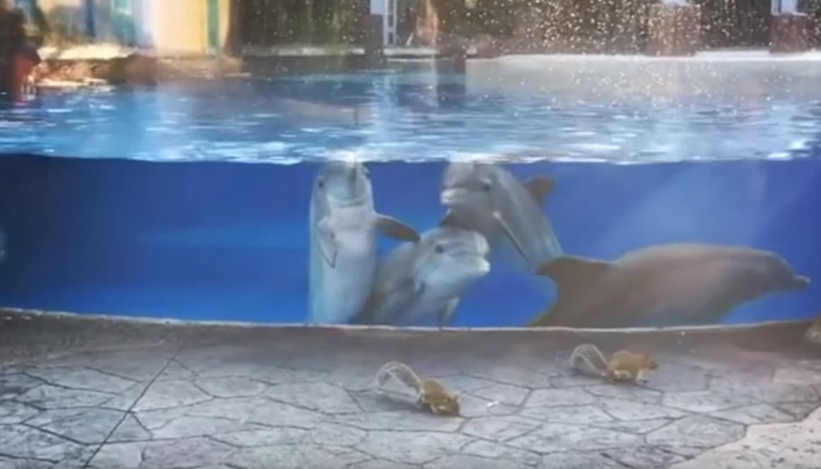 Video: Delfinlar “mehmonga” kelgan olmaxonlardan taajjubga tushishdi