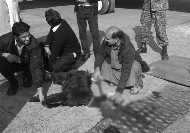 Pokiston aviakompaniyasi xodimlari uchish yo‘lagida echkini qurbon qilishdi