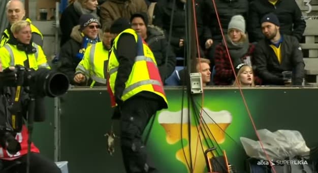 Daniyada futbol muxlislari maydonga o‘lik kalamushlarni uloqtirishdi