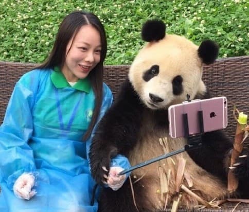 Selfiga tushuvchi panda internet ahli qalbidan joy egallamoqda