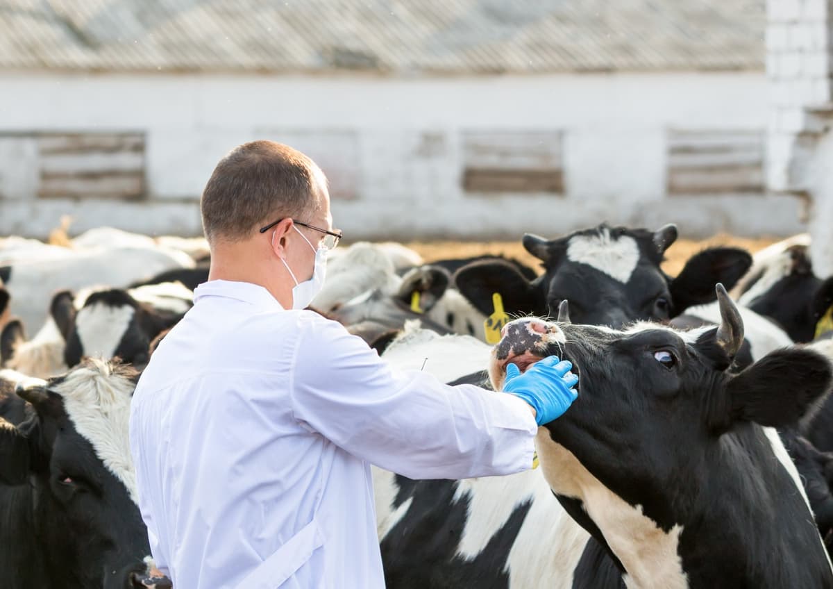Veterinariya sohasida yangi davlat qo‘mitasi tashkil etiladi