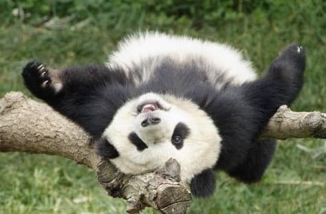 Pandalarning eng beso‘naqay yiqilishlari bir videoga jamlandi (video)