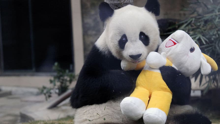 Dunyodagi eng keksa panda hayotdan ko‘z yumdi