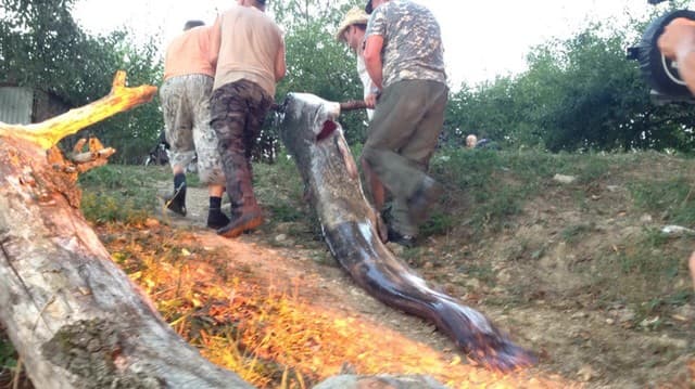 Rossiyada oddiy qarmoq yordamida 100 kilogrammli laqqa balig‘ini tutishdi