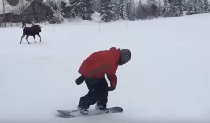 Yovvoyi bug‘u snoubordchilarni quvib soldi (Video)