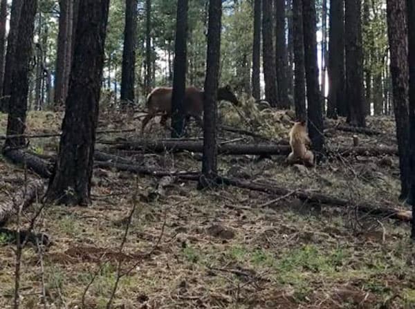 Video: Arizonada bug‘u ayiqdan o‘z bolasini qutqarib qoldi