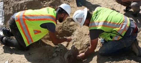 AQShda qurilish maydonida 66 mln yillik dinozavr suyaklari topildi