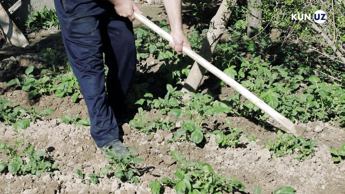Tomorqasiga ekin ekmagan kambag‘allar imtiyozlardan mahrum bo‘ladi