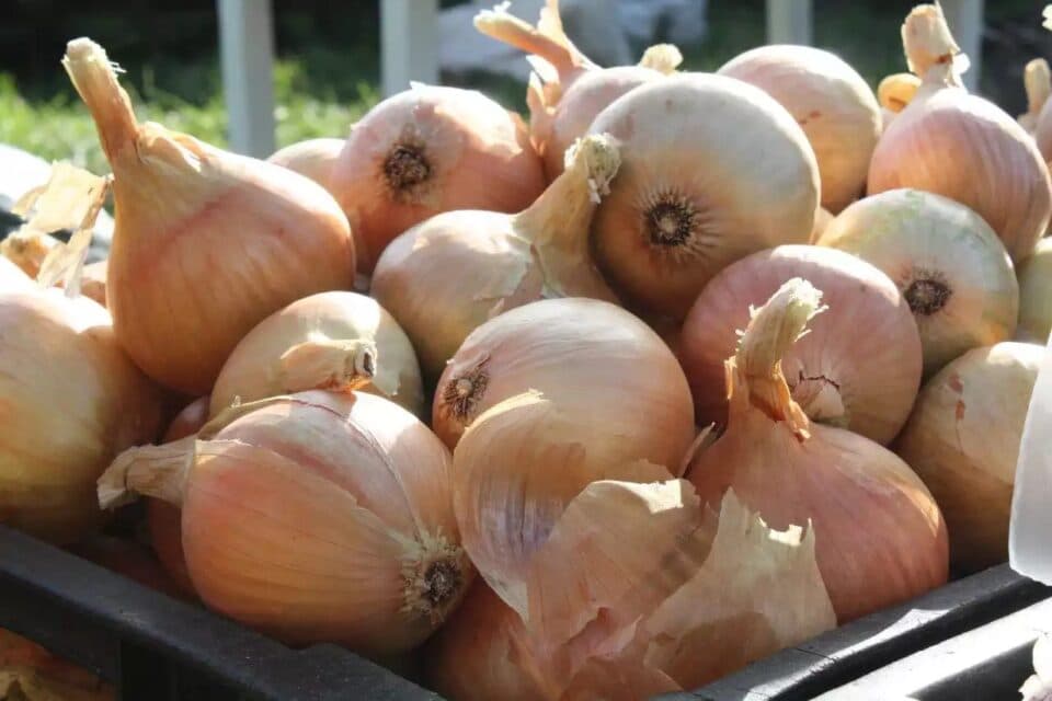 O‘zbekiston va Tojikistonda piyoz nihoyatda arzon narxda sotilmoqda - EastFruit
