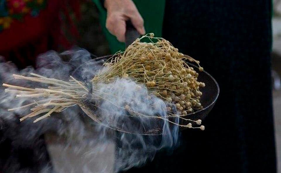 Rossiyada isiriq taqiqlangan o‘simliklar ro‘yxatiga kiritildi