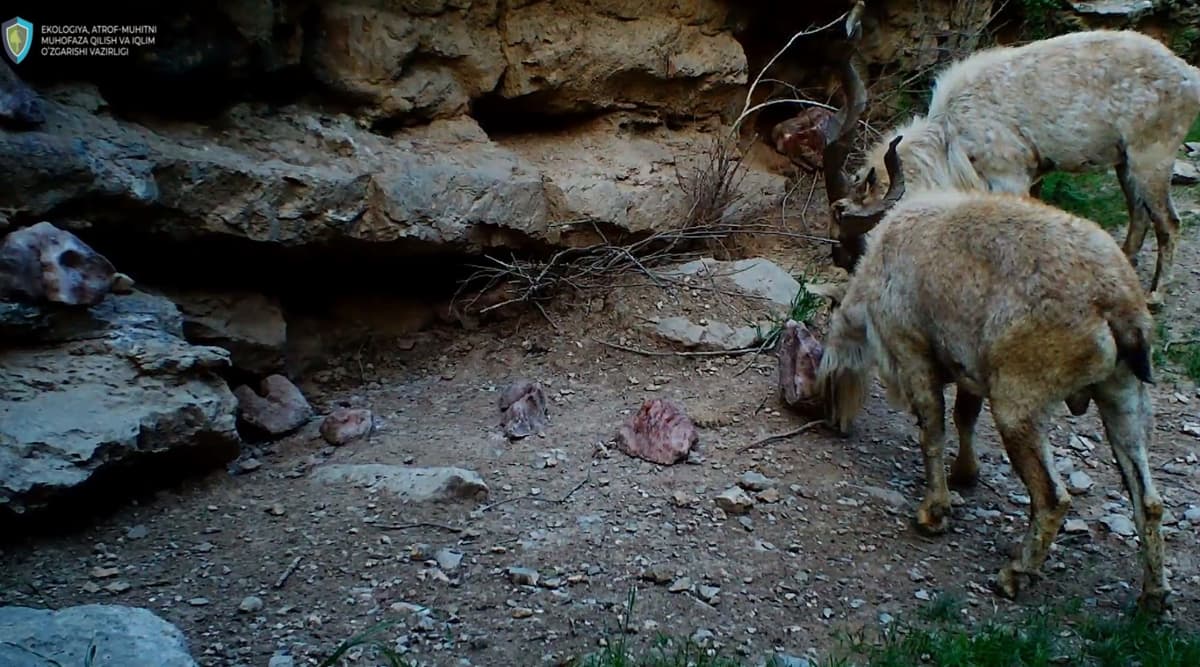 Surxon qo‘riqxonasida tuz bilan oziqlanayotgan morxo‘r takasi fotoqopqon kamerasiga muhrlandi