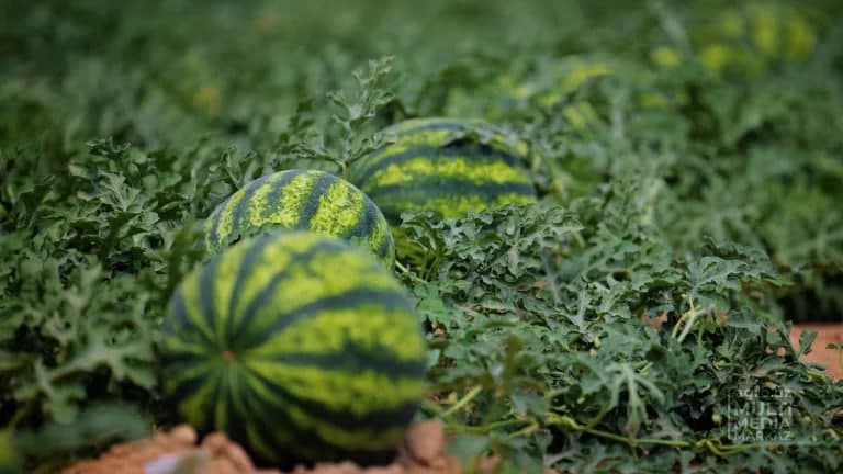 Markaziy Osiyo davlatlarida tarvuz bozorida murakkab vaziyat yuzaga keldi - EastFruit